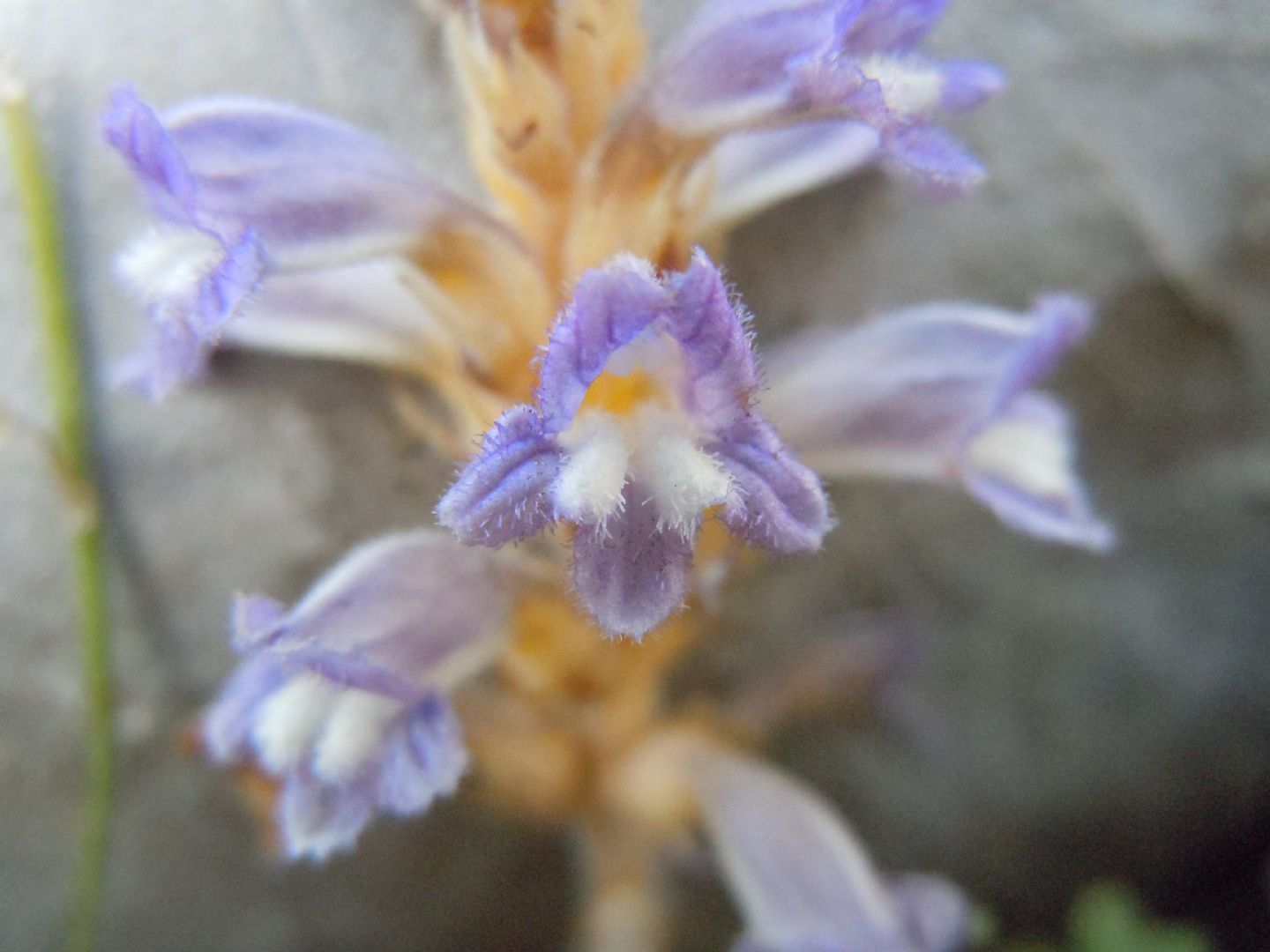 Orobanche (=Phelipanche) nana / Succiamele ramoso